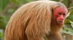 Rzadkie i niezwykłe widoki małp